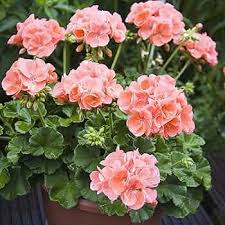 Geranie zart Rosa Blumensamen zur Aussaat – pflegeleicht – Traditionssorte & ohne Gentechnik Samen Hausgarten