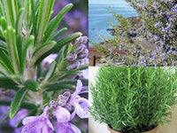 Rosemary Blume Blumensamen zur Aussaat – pflegeleicht – Traditionssorte & ohne Gentechnik Samen Hausgarten
