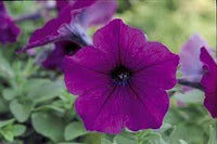 Violett Petunie Blumensamen zur Aussaat – Schnitt Blume beliebt – Traditionssorte & ohne Gentechnik Samen Hausgarten
