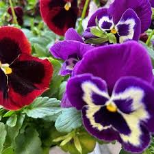 Violett Stiefmütterchen Blumensamen zur Aussaat – duftend Blüten – Traditionssorte & ohne Gentechnik Samen Hausgarten