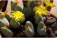 Conophytum Bilobum Cactus Samen zur Aussaat – Wildblume Mischung – Traditionssorte & ohne Gentechnik Samen Hausgarten