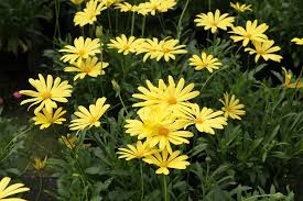 Gelb Kapkörbchen Blumensamen zur Aussaat – leuchtend Blüten – Traditionssorte & ohne Gentechnik Samen Hausgarten