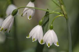 Snowdrop Blume Blumensamen zur Aussaat – farbenfroh Schau – Traditionssorte & ohne Gentechnik Samen Hausgarten