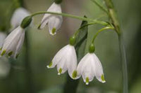 Snowdrop Blume Blumensamen zur Aussaat – farbenfroh Schau – Traditionssorte & ohne Gentechnik Samen Hausgarten