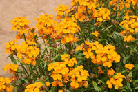 Orange Siberian Blumensamen zur Aussaat – leuchtend Blüten – Traditionssorte & ohne Gentechnik Samen Hausgarten