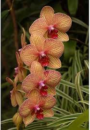 Weiß Braun Schmetterlingsorchidee Orchidee Samen Blumensamen zur Aussaat – Garten beliebt – Traditionssorte & ohne Gentechnik Samen Hausgarten