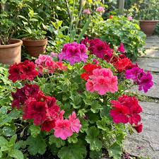 Mischung Pelargonium mehrjährig Blumensamen zur Aussaat – ideal Rabatten – Traditionssorte & ohne Gentechnik Samen Hausgarten