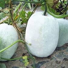 Semi di zucca a cera, Benincasa hispida