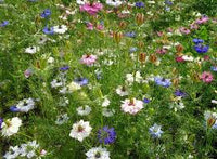 Nigella Persian Blumensamen zur Aussaat – Wildblume Mischung – Traditionssorte & ohne Gentechnik Samen Hausgarten