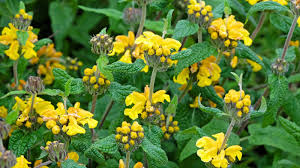 Jerusalem Sage Gelb Blumensamen zur Aussaat leuchtend und Aromatic Blüten