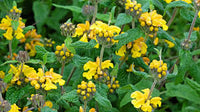 Jerusalem Sage Gelb Blumensamen zur Aussaat leuchtend und Aromatic Blüten