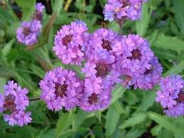 Lila Moss Eisenkraut Blumensamen zur Aussaat – Schnitt Blume beliebt – Traditionssorte & ohne Gentechnik Samen Hausgarten