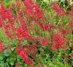 Rot Heuchera Blumensamen zur Aussaat – ideal Rabatten – Traditionssorte & ohne Gentechnik Samen Hausgarten
