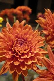 Chrysantheme Orange Gelb Blumensamen zur Aussaat – kompakt Wuchs – Traditionssorte & ohne Gentechnik Samen Hausgarten