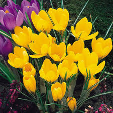 Crocus Sativus Gelb Blumensamen zur Aussaat – Garten beliebt – Traditionssorte & ohne Gentechnik Samen Hausgarten