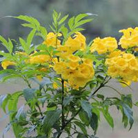 Tecoma Blumensamen zur Aussaat – lang Blüte Saison – Traditionssorte & ohne Gentechnik Samen Hausgarten