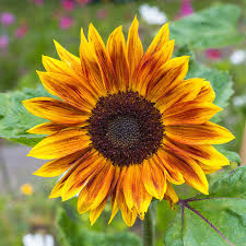 Gemischt Helianthus Blumensamen zur Aussaat – leuchtend – Traditionssorte & ohne Gentechnik Samen Hausgarten