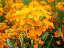 Orange Siberian Blumensamen zur Aussaat – leuchtend Blüten – Traditionssorte & ohne Gentechnik Samen Hausgarten