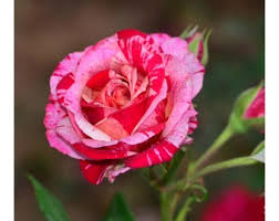 Rosa Dragon Rose Blumensamen zur Aussaat – lang Blüte Saison – Traditionssorte & ohne Gentechnik Samen Hausgarten