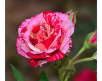 Rosa Dragon Rose Blumensamen zur Aussaat – lang Blüte Saison – Traditionssorte & ohne Gentechnik Samen Hausgarten