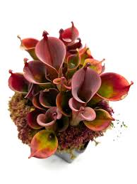 Rot Heliamphora Pulchella Blumensamen zur Aussaat – robust Sorte – Traditionssorte & ohne Gentechnik Samen Hausgarten