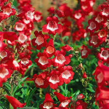 Rot Penstemon Blumensamen zur Aussaat – lang Blüte Saison – Traditionssorte & ohne Gentechnik Samen Hausgarten