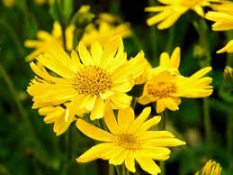 Arnica Montana Herb Samen zur Aussaat