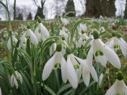 Snowdrop Blume Blumensamen zur Aussaat – farbenfroh Schau – Traditionssorte & ohne Gentechnik Samen Hausgarten