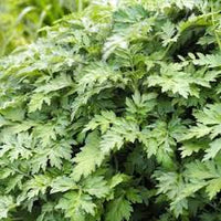 Artemisia Argyi Blumensamen zur Aussaat – Landhaus Garten wichtig – Traditionssorte & ohne Gentechnik Samen Hausgarten