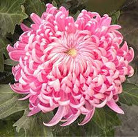 hell Rosa Chrysantheme Blumensamen zur Aussaat – leuchtend – Traditionssorte & ohne Gentechnik Samen Hausgarten