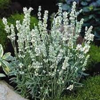 Provence Lavendel Weiß Blumensamen zur Aussaat – sonnenliebend – Traditionssorte & ohne Gentechnik Samen Hausgarten