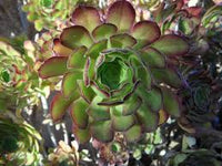 Grün Aeonium Greenovia Blumensamen zur Aussaat – saisonal Dauerblüher – Traditionssorte & ohne Gentechnik Samen Hausgarten