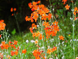 Cockburniana Blumensamen zur Aussaat – Bestäuber freundlich – Traditionssorte & ohne Gentechnik Samen Hausgarten