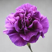 Carnations Violett Weiß Blumensamen zur Aussaat – leuchtend Blüten – Traditionssorte & ohne Gentechnik Samen Hausgarten
