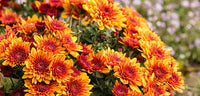 Chrysantheme Orange Gelb Blumensamen zur Aussaat – kompakt Wuchs – Traditionssorte & ohne Gentechnik Samen Hausgarten