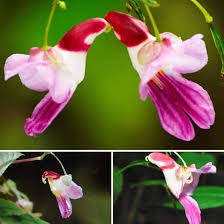 Parrot Orchidee Blumensamen zur Aussaat – Halbschatten verträglich – Traditionssorte & ohne Gentechnik Samen Hausgarten