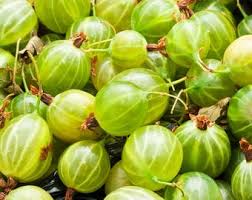 Stachelbeeren Samen Ribes uva crispa