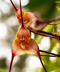 Braun Monkey Orchidee Blumensamen zur Aussaat – robust Sorte – Traditionssorte & ohne Gentechnik Samen Hausgarten