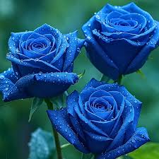 Blau Rose Blumensamen zur Aussaat – Garten beliebt – Traditionssorte & ohne Gentechnik Samen Hausgarten