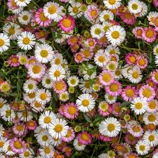 Karvinskianus Blumensamen zur Aussaat – robust Sorte – Traditionssorte & ohne Gentechnik Samen Hausgarten