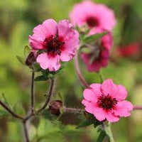 Rosa Miss Willmott Blumensamen zur Aussaat – pflegeleicht – Traditionssorte & ohne Gentechnik Samen Hausgarten
