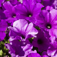 Violett Petunie Blumensamen zur Aussaat – Schnitt Blume beliebt – Traditionssorte & ohne Gentechnik Samen Hausgarten