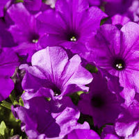 Violett Petunie Blumensamen zur Aussaat – Schnitt Blume beliebt – Traditionssorte & ohne Gentechnik Samen Hausgarten