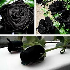 Schwarz Rose Blumensamen zur Aussaat – Anzucht – Traditionssorte & ohne Gentechnik Samen Hausgarten