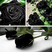 Schwarz Rose Blumensamen zur Aussaat – Anzucht – Traditionssorte & ohne Gentechnik Samen Hausgarten