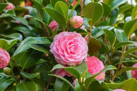 Kamelie Japonica Blumensamen zur Aussaat – duftend Blüten – Traditionssorte & ohne Gentechnik Samen Hausgarten
