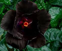 Schwarz Hibiskus Blumensamen zur Aussaat – kompakt Wuchs – Traditionssorte & ohne Gentechnik Samen Hausgarten