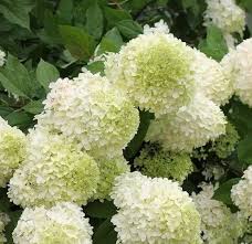 Weiß Vanilla Fraise Blumensamen zur Aussaat – Landhaus Garten wichtig – Traditionssorte & ohne Gentechnik Samen Hausgarten
