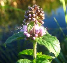 Lila Mint Blumensamen zur Aussaat – robust Sorte – Traditionssorte & ohne Gentechnik Samen Hausgarten