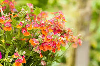 Orange Nemesia Blumensamen zur Aussaat – saisonal Dauerblüher – Traditionssorte & ohne Gentechnik Samen Hausgarten